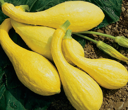 Squash Seedlings