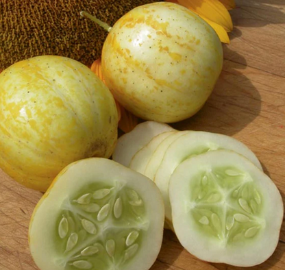 Cucumber Seedlings
