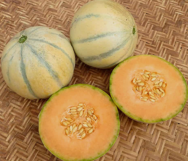 Melon Seedlings