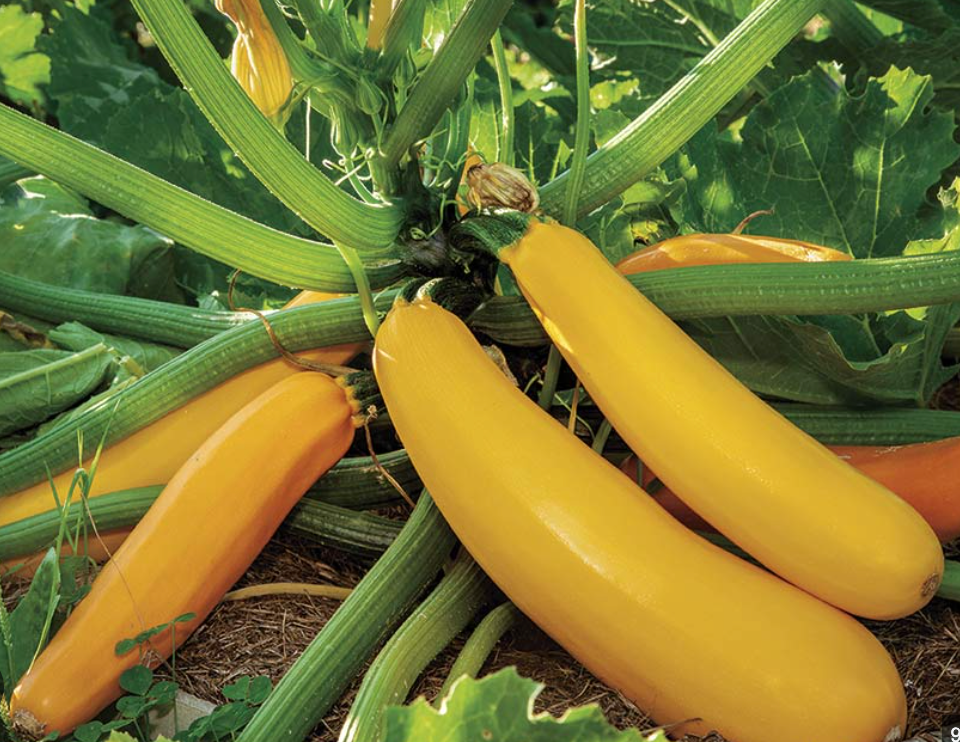 Squash Seedlings