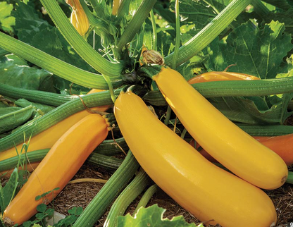 Squash Seedlings
