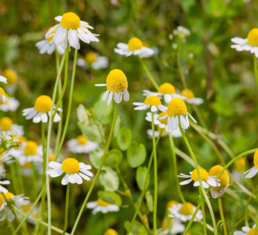 Herb Seedlings