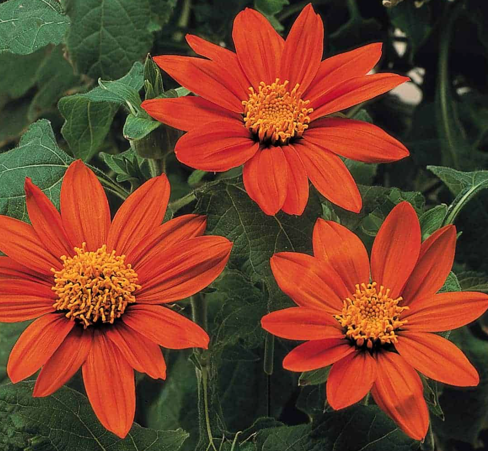 Flower Seedlings