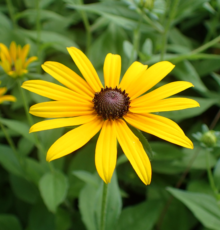 Flower Seedlings