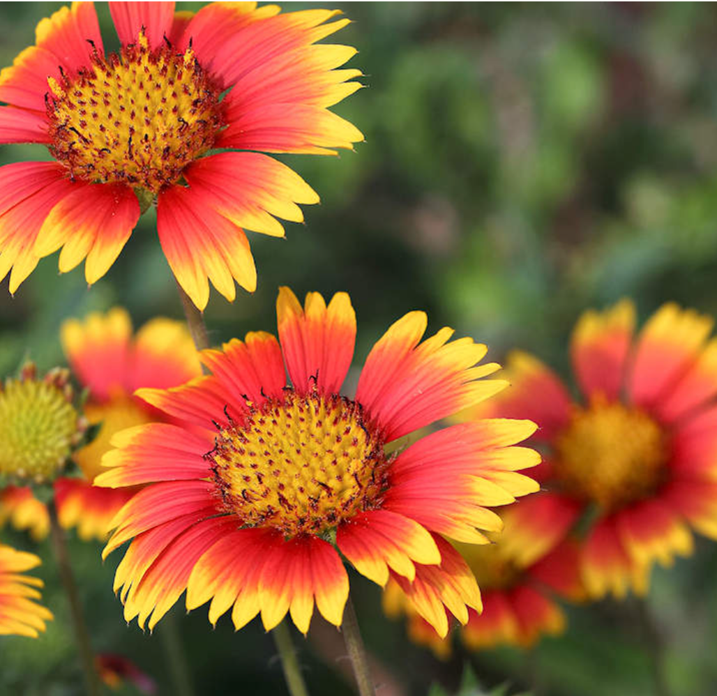 Flower Seedlings