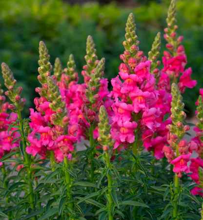 Flower Seedlings
