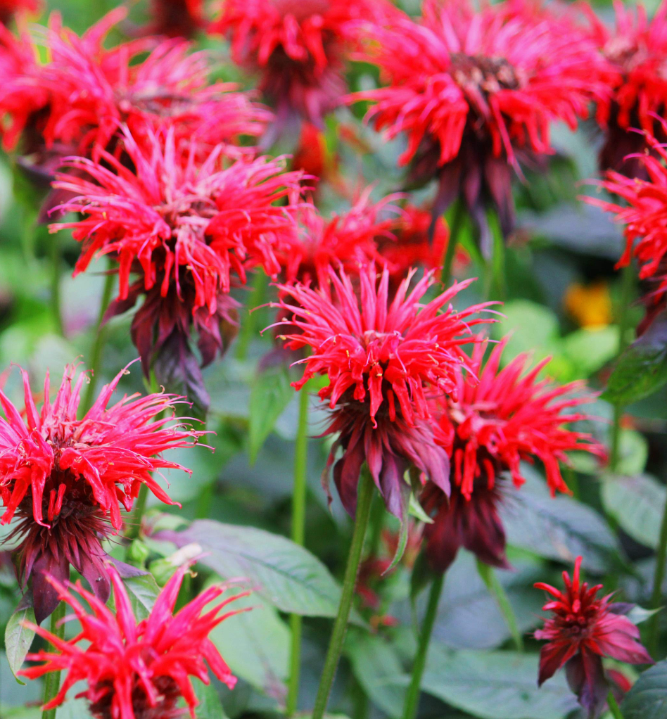 Flower Seedlings