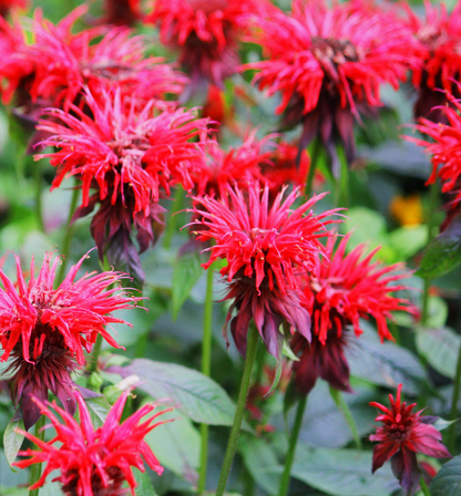 Flower Seedlings