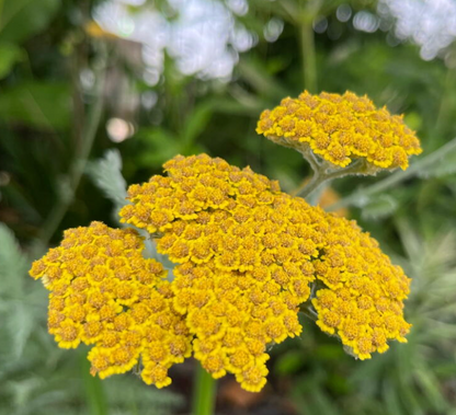 Flower Seedlings