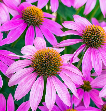 Flower Seedlings