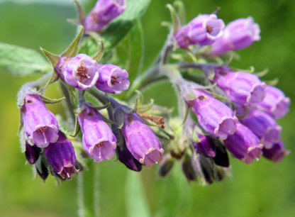 Flower Seedlings