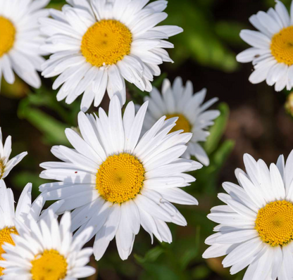 Flower Seedlings