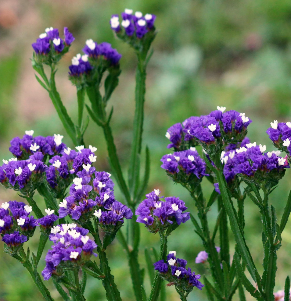 Flower Seedlings