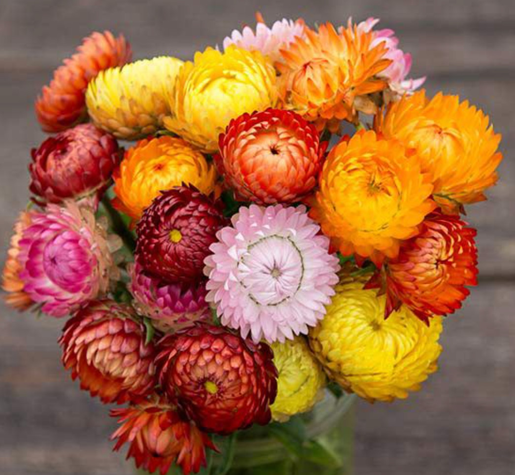 Flower Seedlings