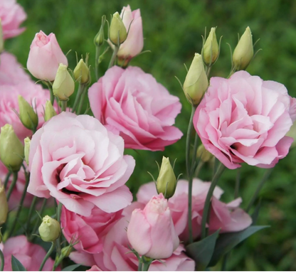 Flower Seedlings