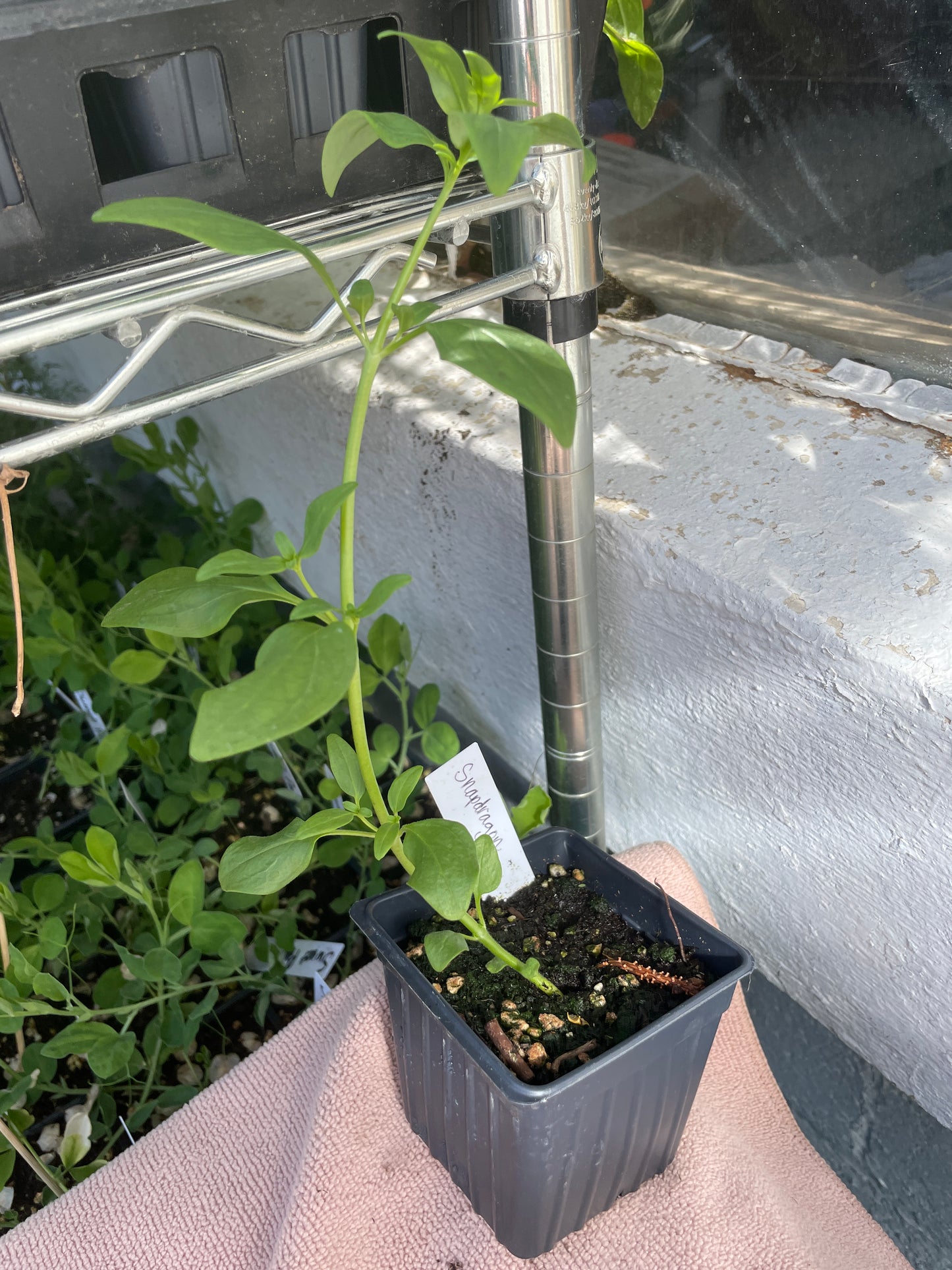 Flower Seedlings