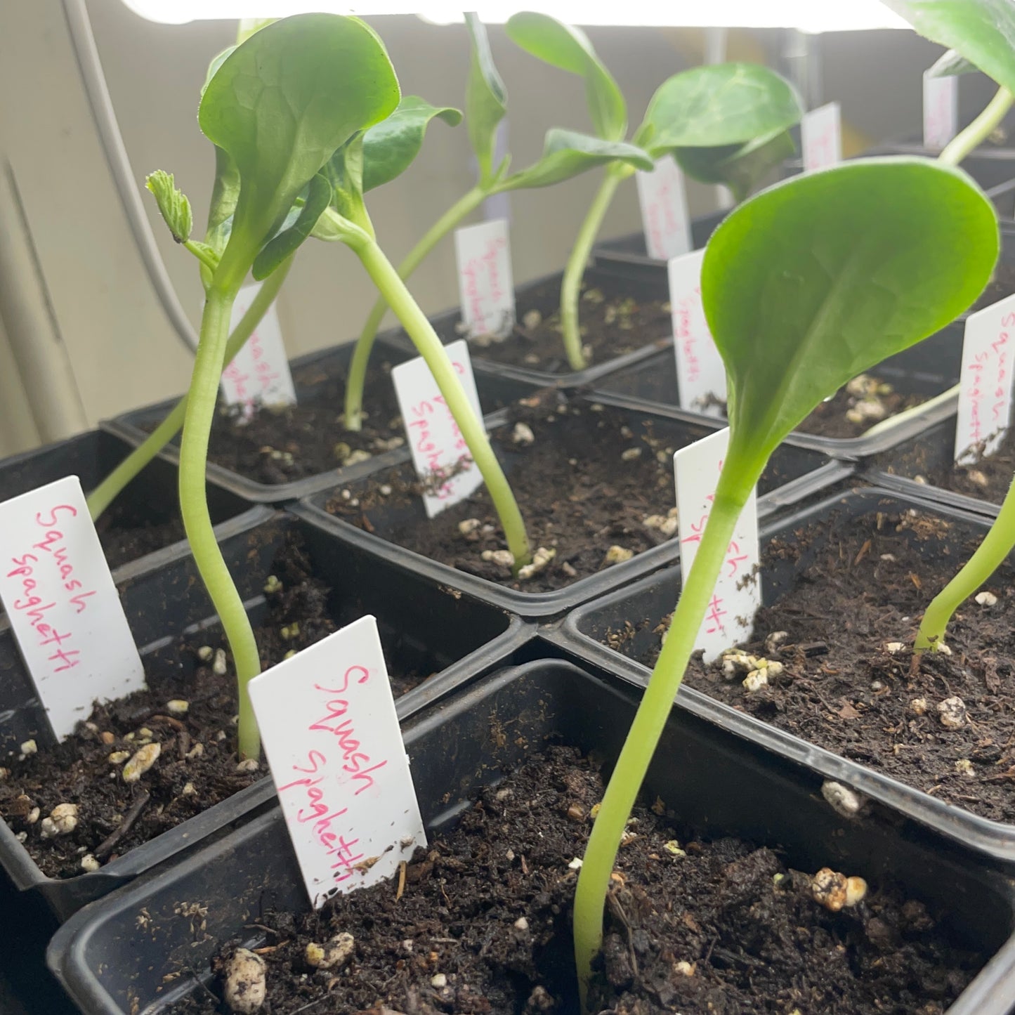 Squash-Pumpkin Seedlings