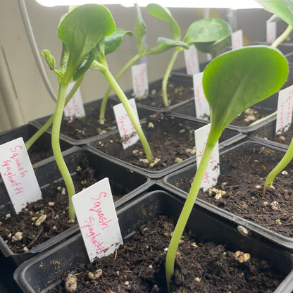Squash-Pumpkin Seedlings