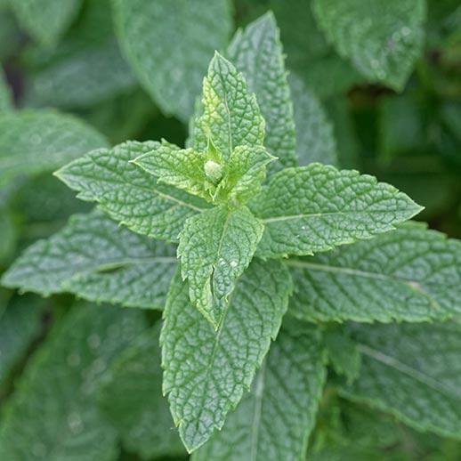 Spearmint (1 oz)