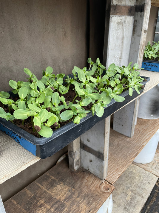Sunflower Microgreens (4 oz)