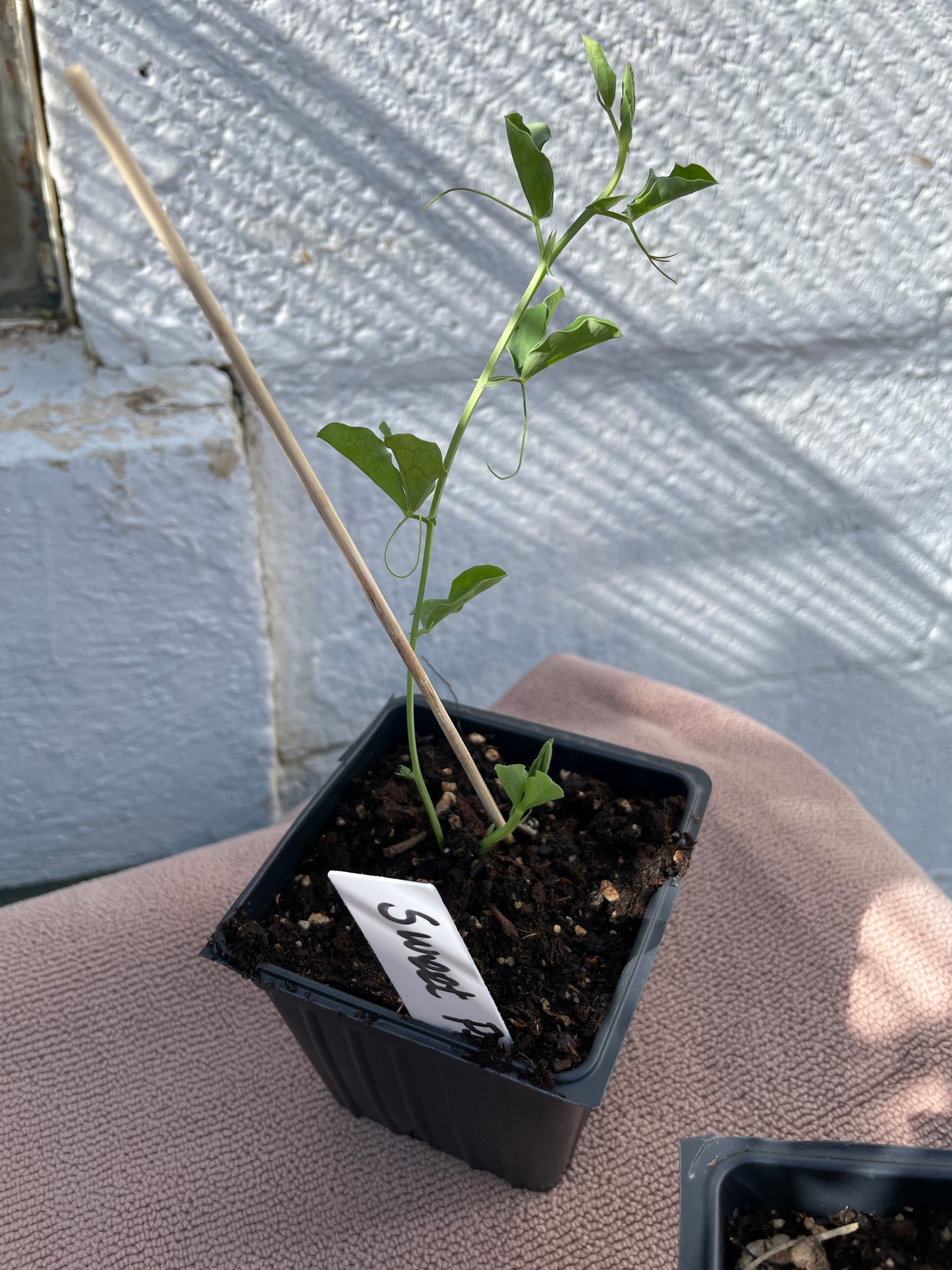 Flower Seedlings