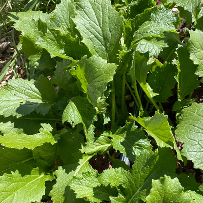 Turnip Greens (8 oz)