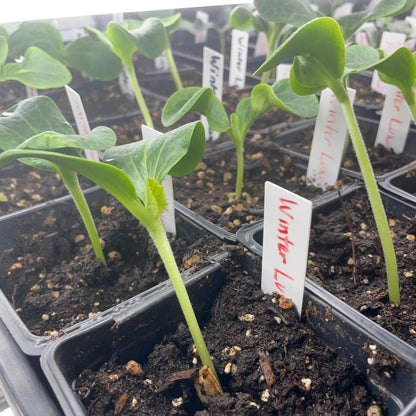Squash-Pumpkin Seedlings