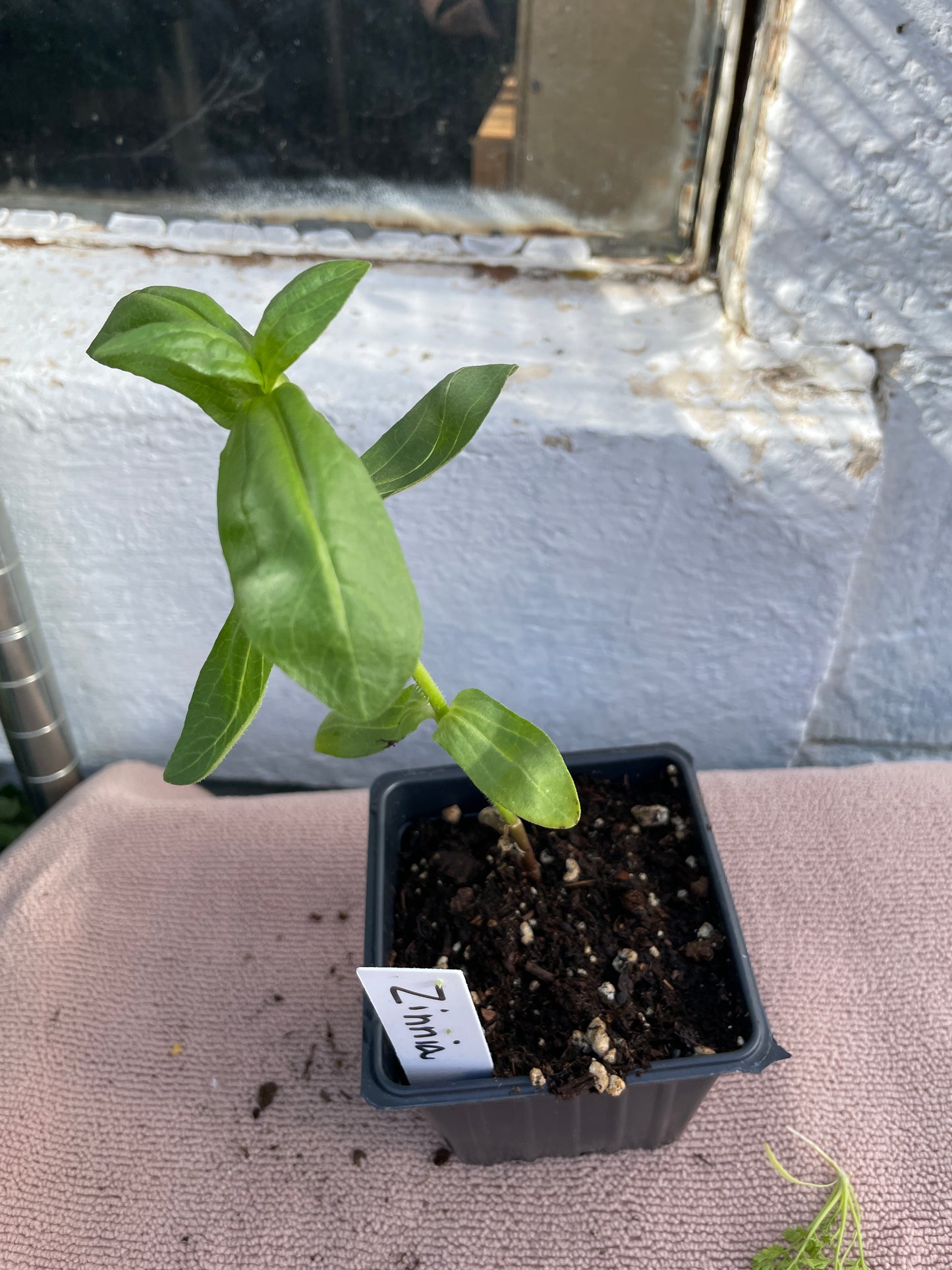 Flower Seedlings