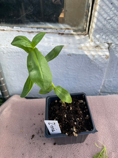 Flower Seedlings