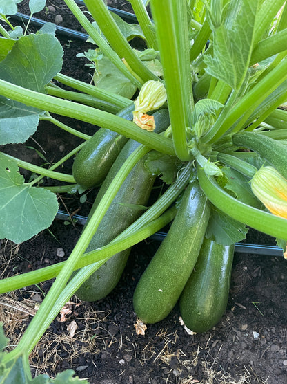 Squash-Pumpkin Seedlings