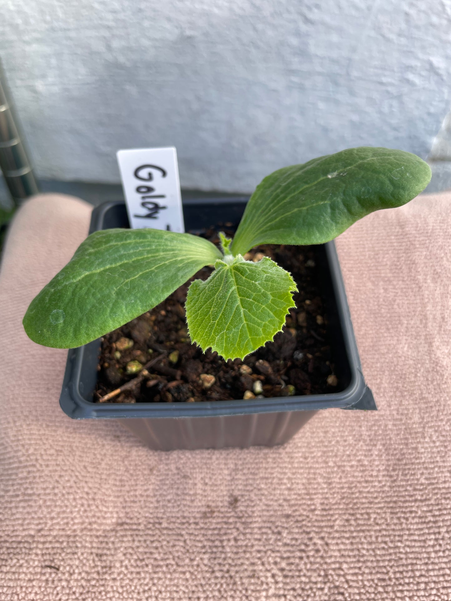 Squash-Pumpkin Seedlings