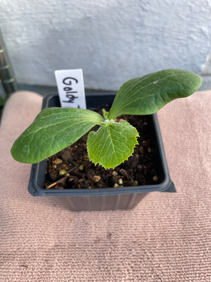 Squash-Pumpkin Seedlings