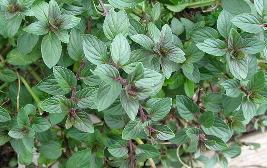 Chocolate Mint (1 oz)