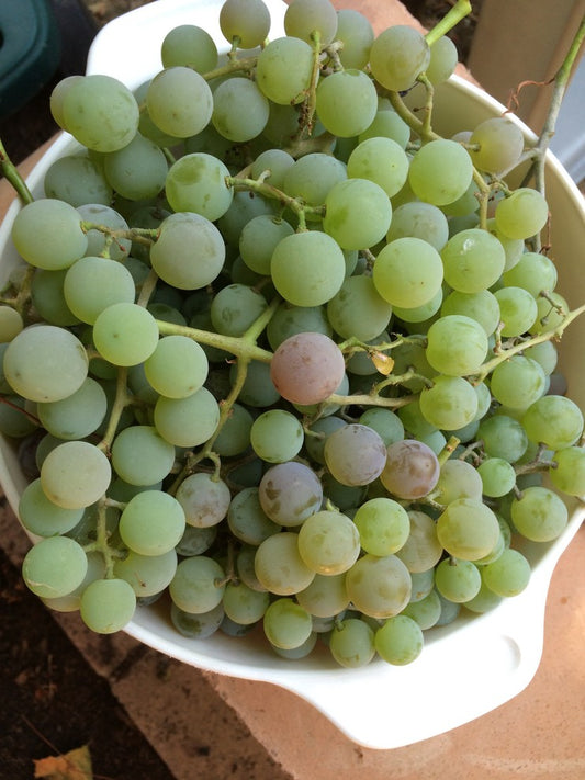 Grapes (per lb)