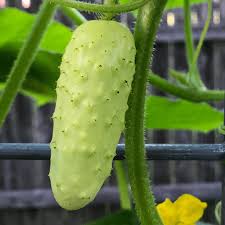 Cucumbers