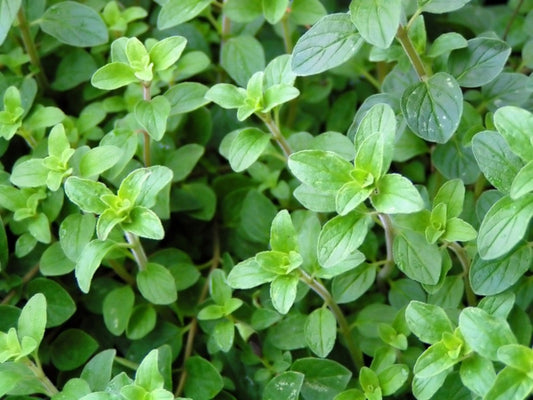 Oregano (1 oz)