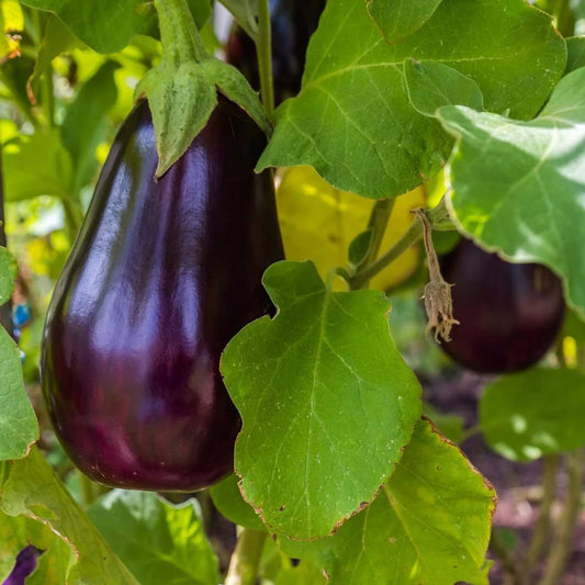 Eggplant (FL Highbush) (ea)