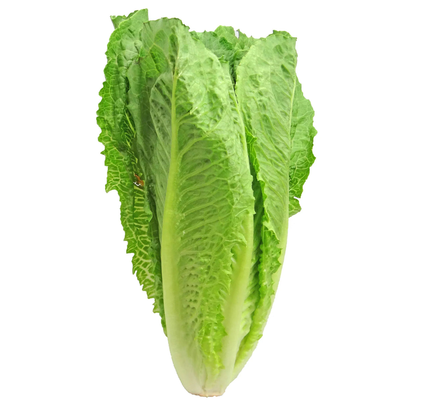 Lettuce (8 oz)